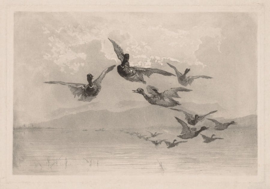 Ducks in Flight