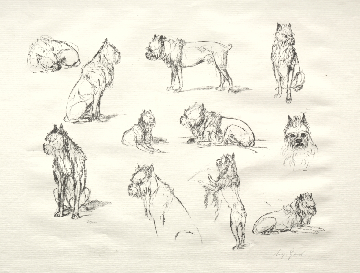 Study of Dogs