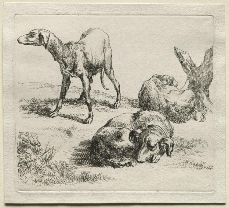 Animalia: Three Hunting Dogs