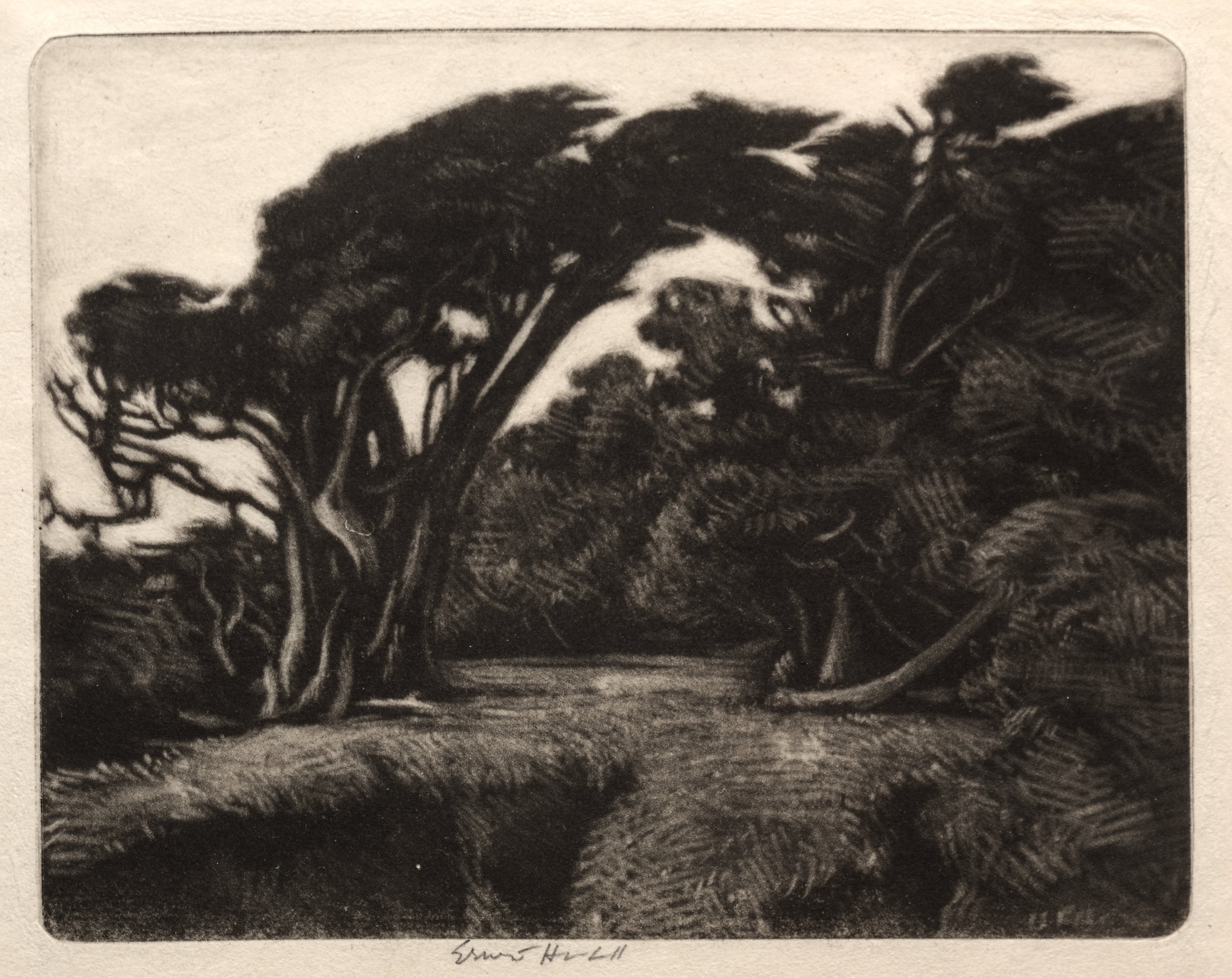 Cypress Bower