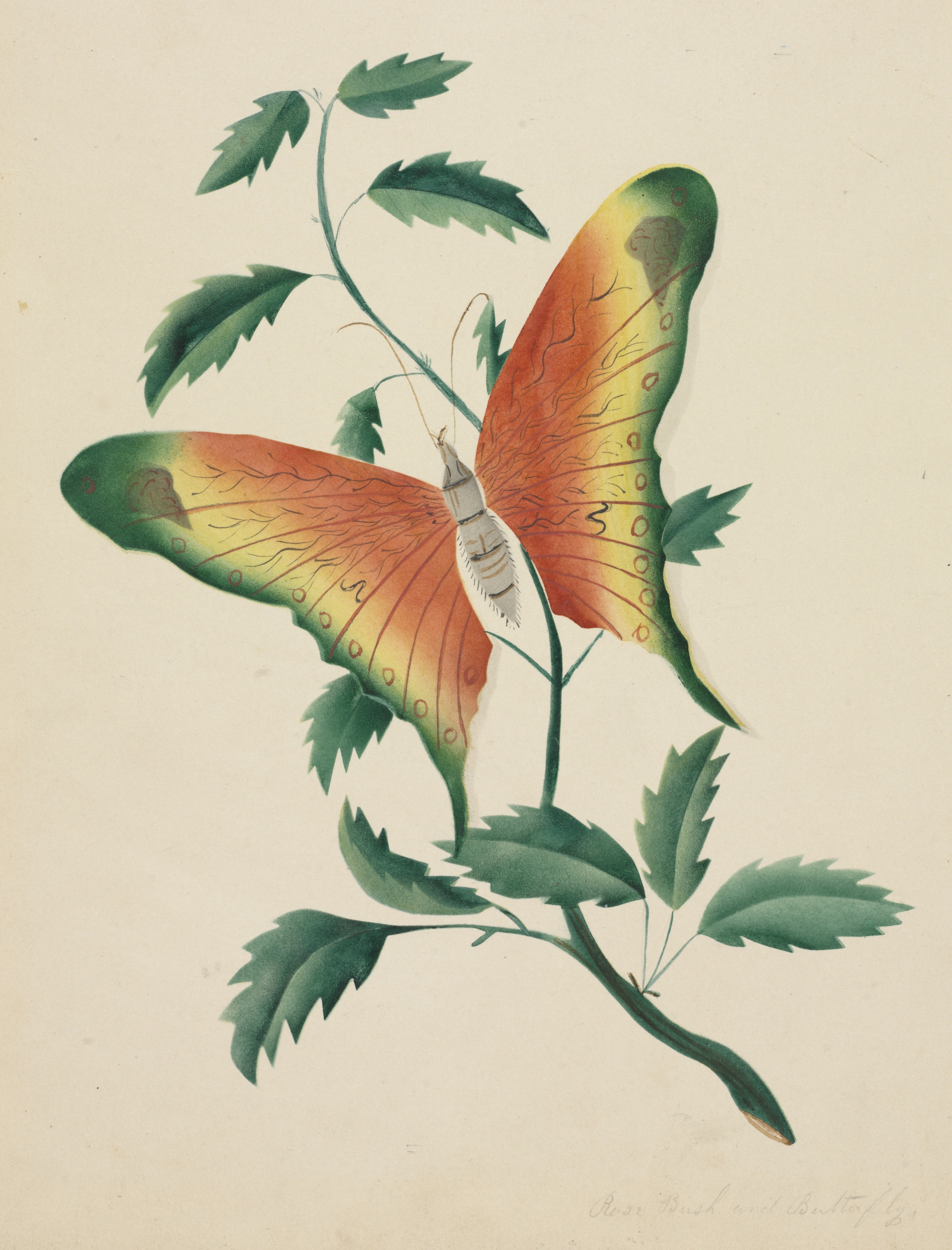 Rose Bush and Butterfly | Cleveland Museum of Art