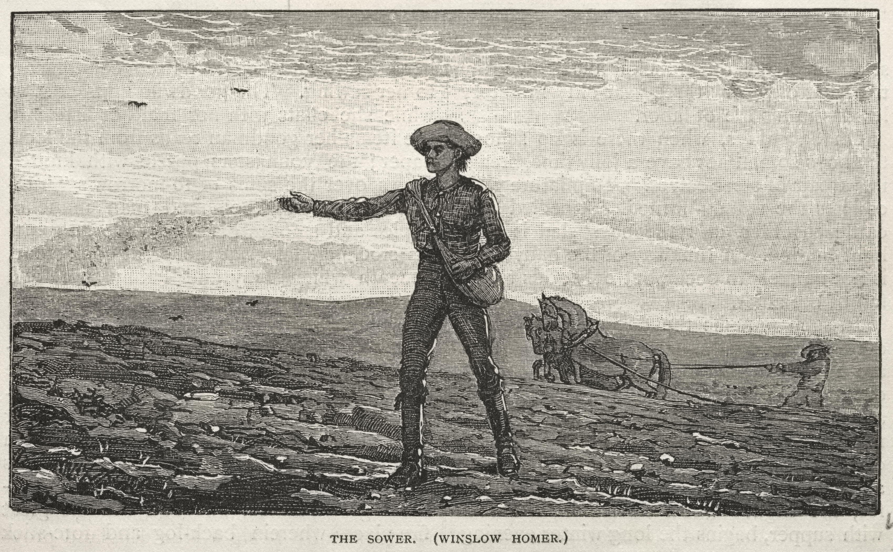 The Sower