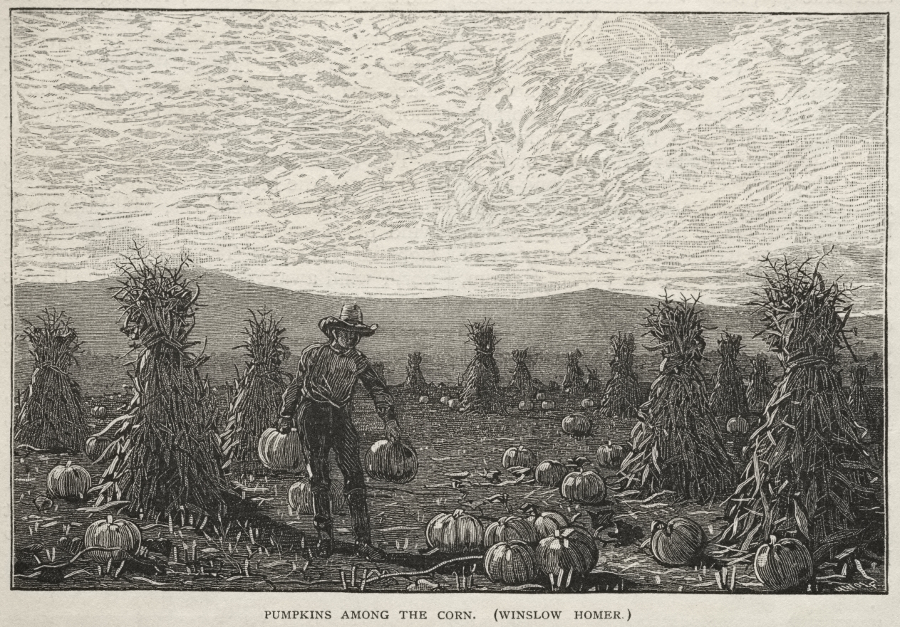 Pumpkins Among the Corn