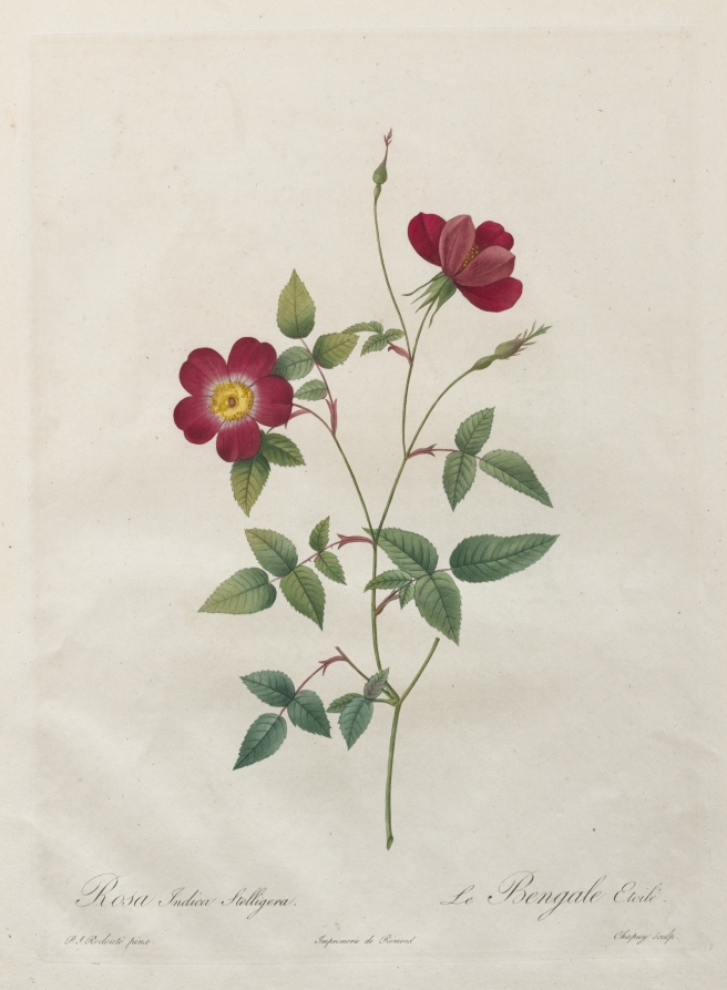 Rosa Indica Stelligera