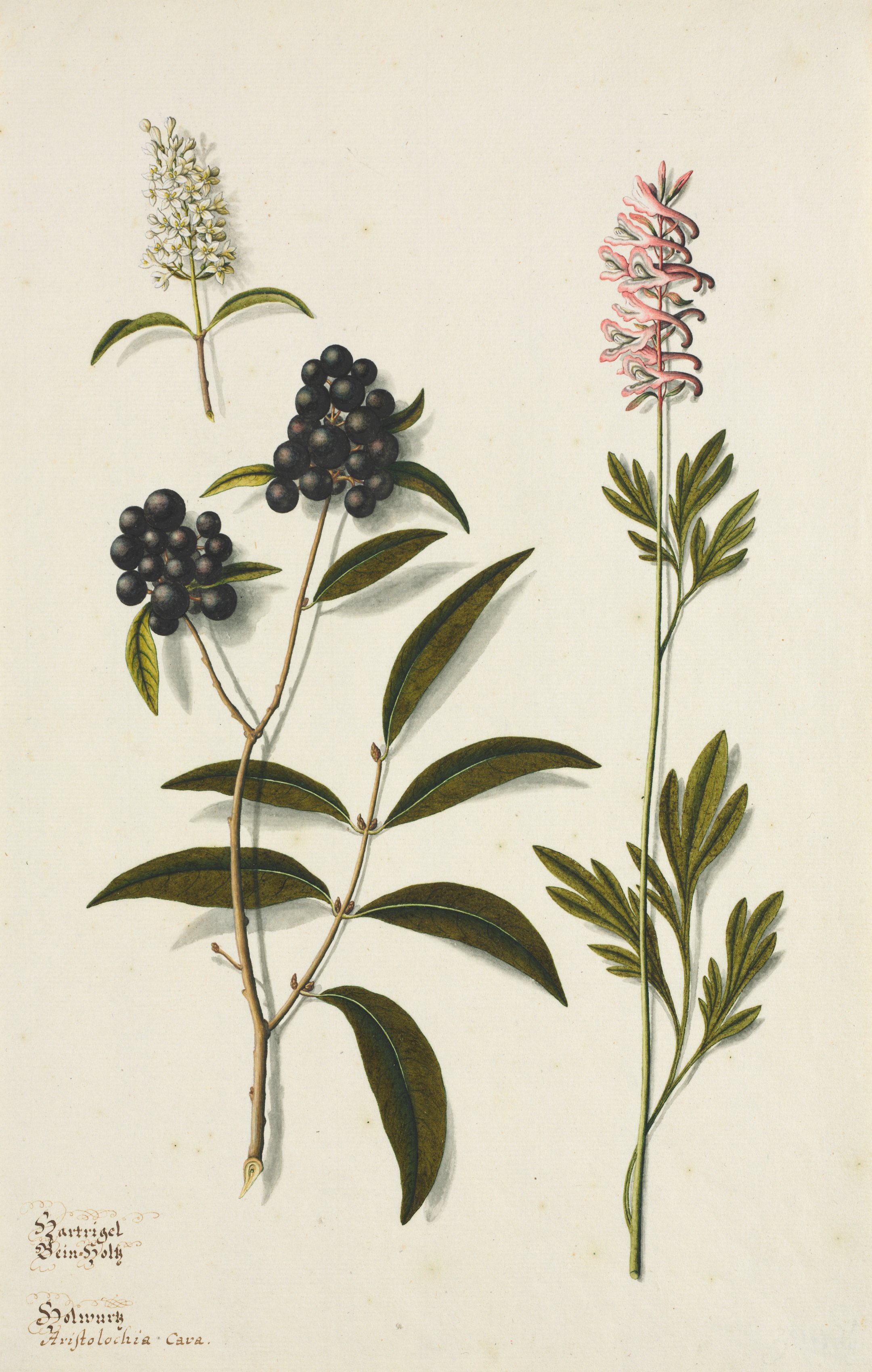 Cornus sanguinea and Aristolochia cava