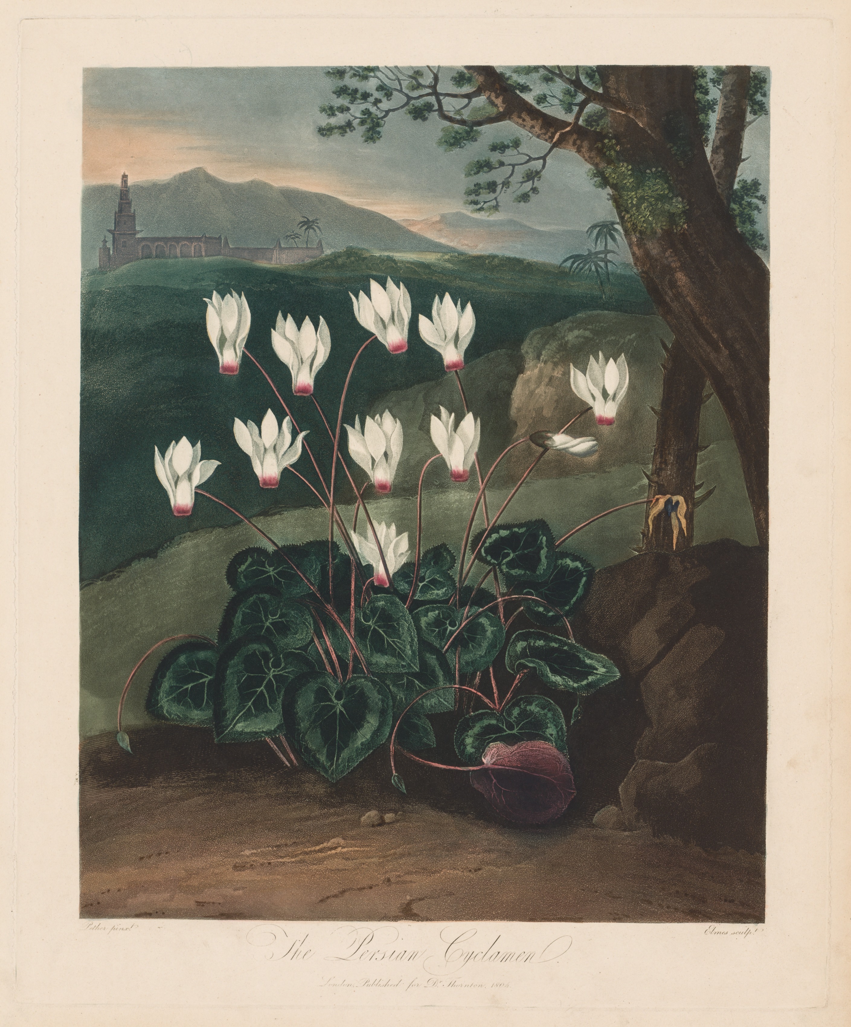 The Temple of Flora, or Garden of Nature: The Persian Cyclamen