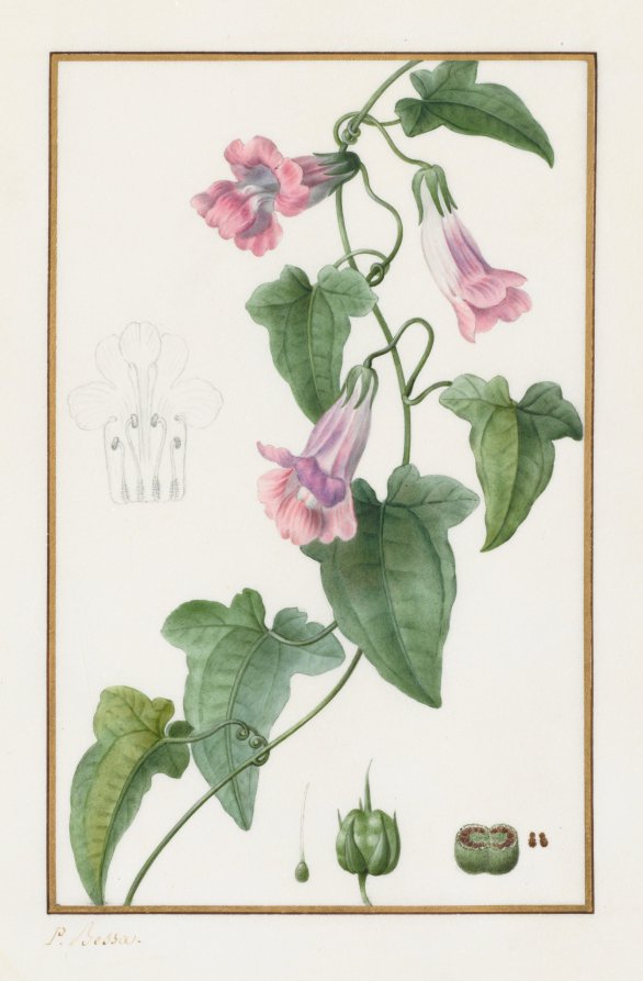 (Botanical: Maurándia semperflorens)