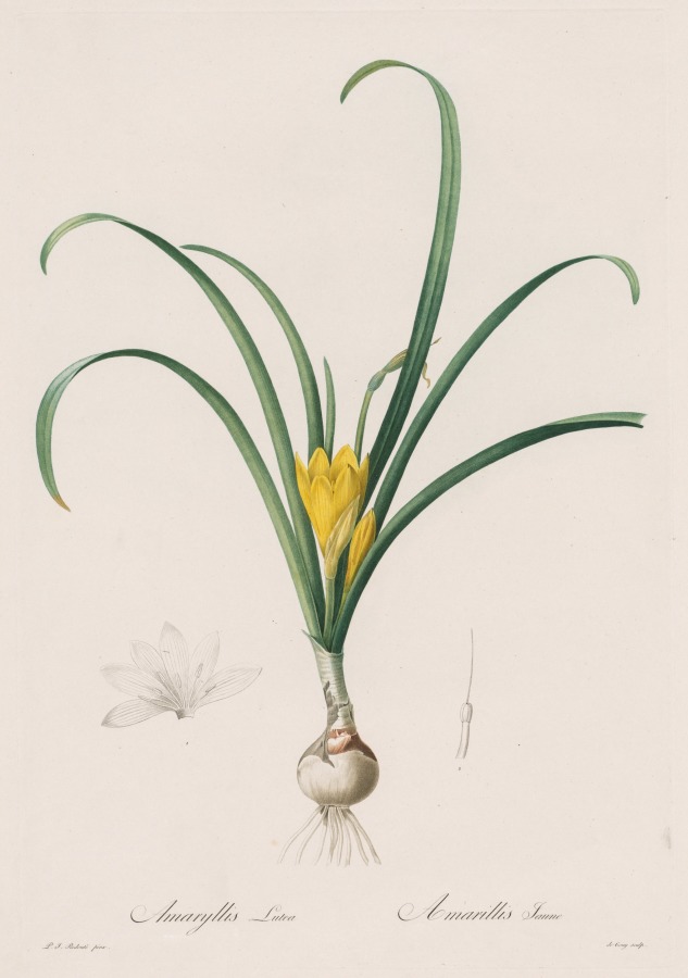 Les Liliacées:  Amaryllis Lutes