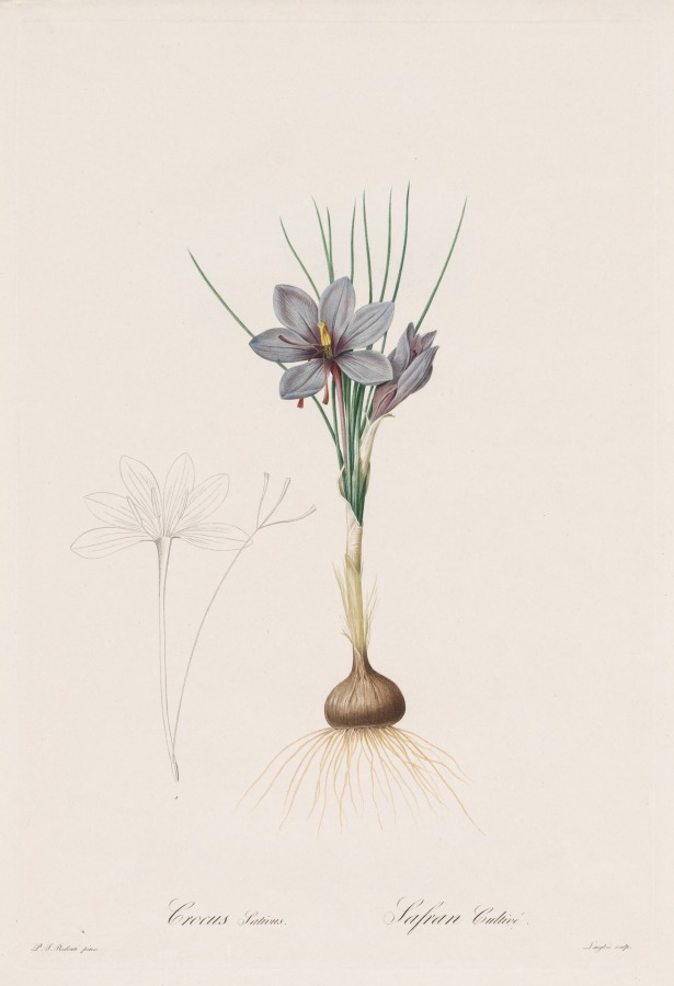 Les Liliacées:  Crocus Sativus
