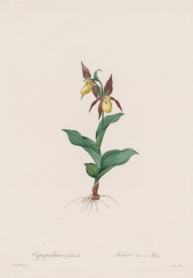 Les Liliacées:  Cypripedium calceolus