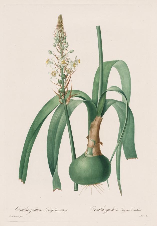 Les Liliacées:  Ornithogalum longibracteatum