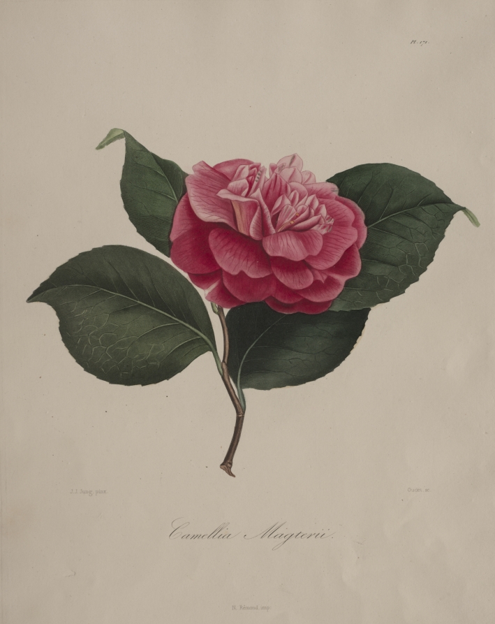 Iconographie du genre camellia:  No. 171