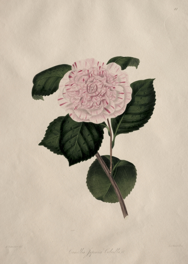 Illustrations and descriptions of...the Natural Order Camellieae:  No. 41
