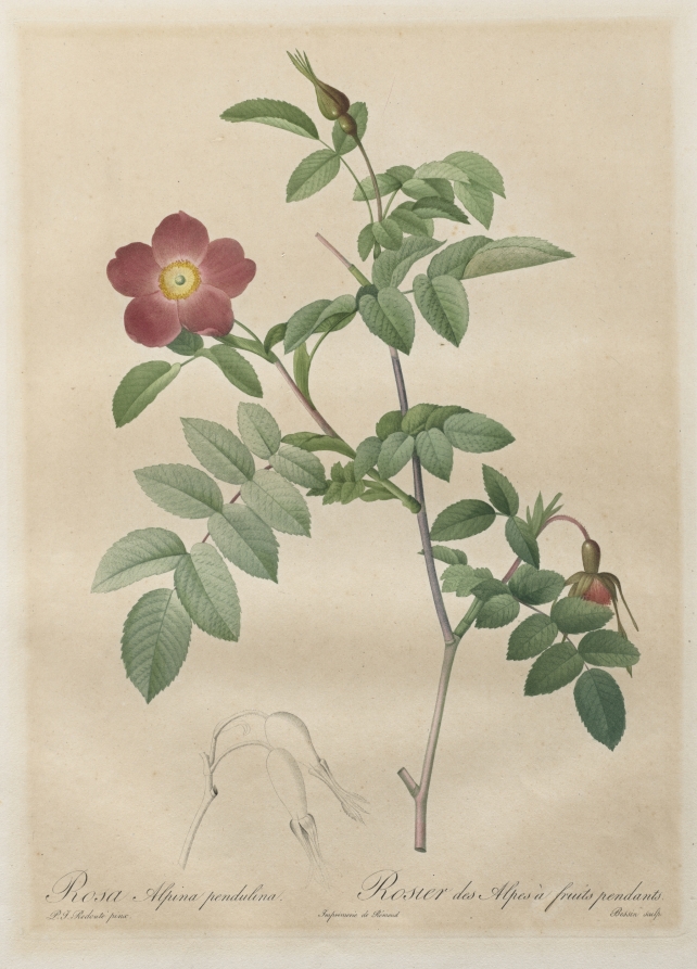 Les Roses:  Rosa alpina pendulina