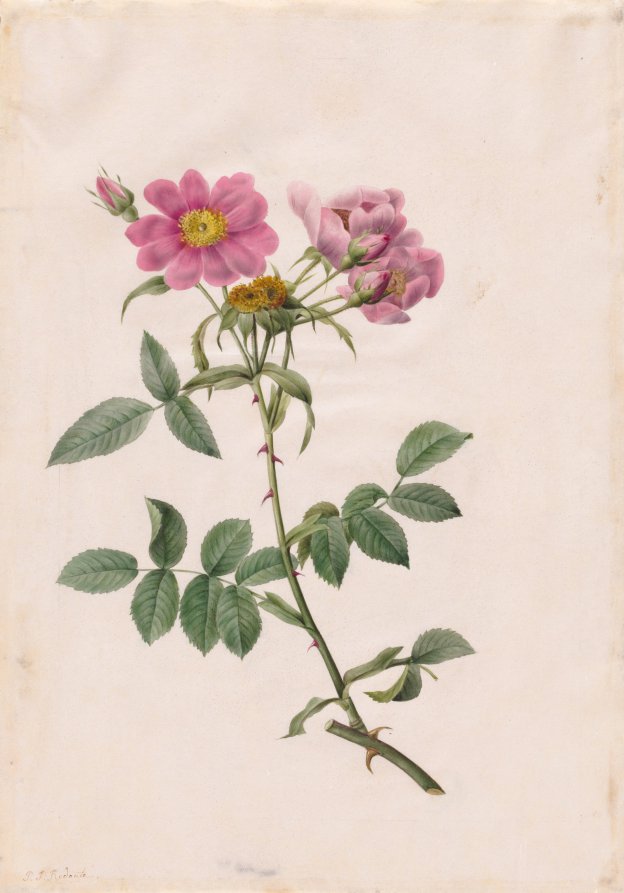 Rosa Collina Monsoniana
