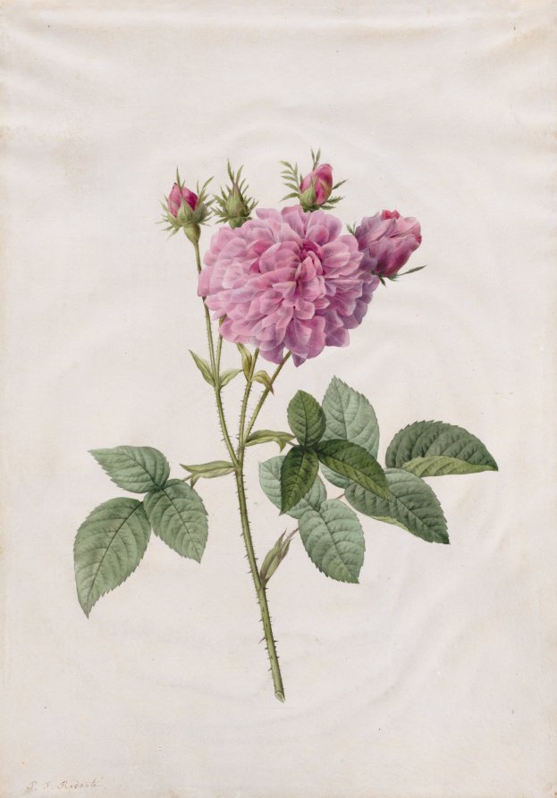 Agatha Rose (Rosa Gallica Agatha)