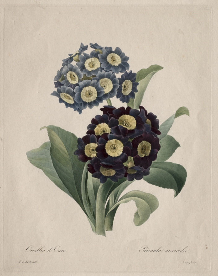 Primula auricula