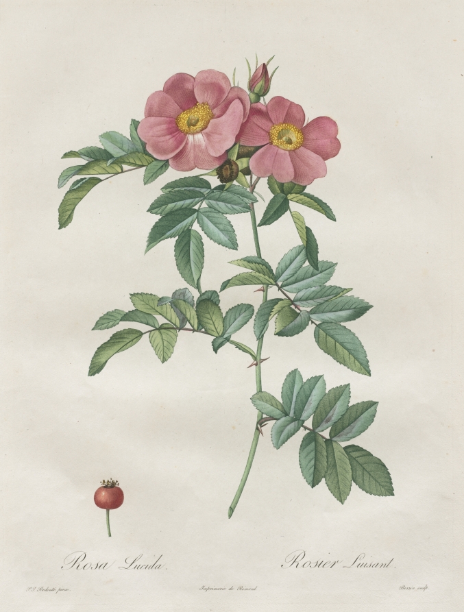 Les Roses:  Rosa Lucida