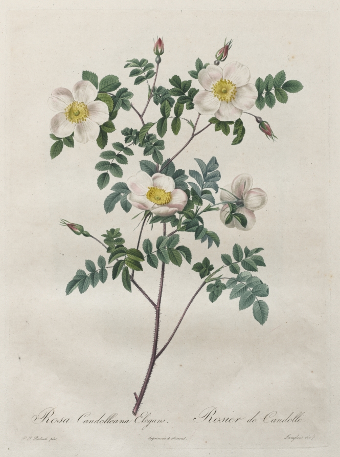 Les Roses:  Rosa Candolleana Elegans