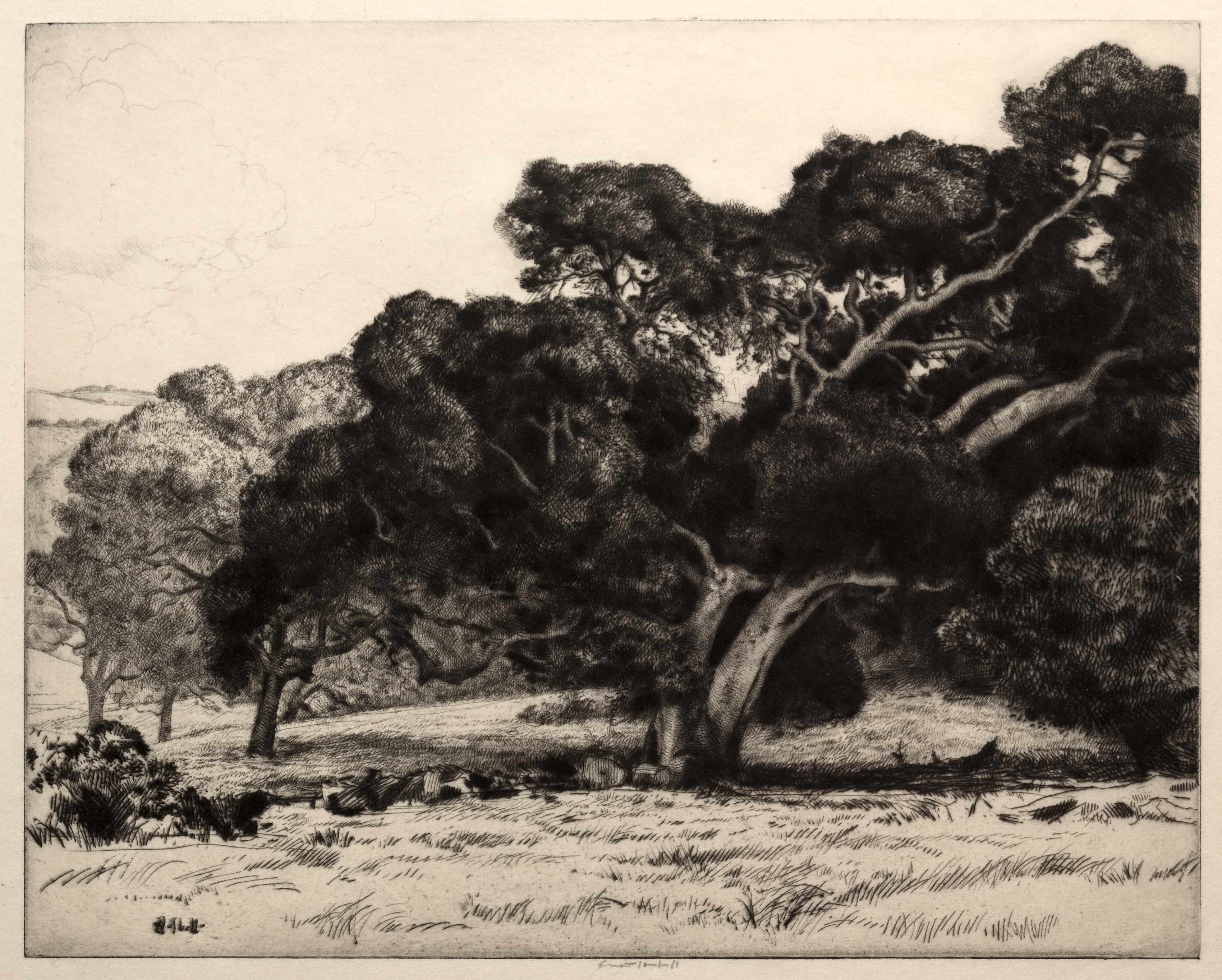 Large Live Oak