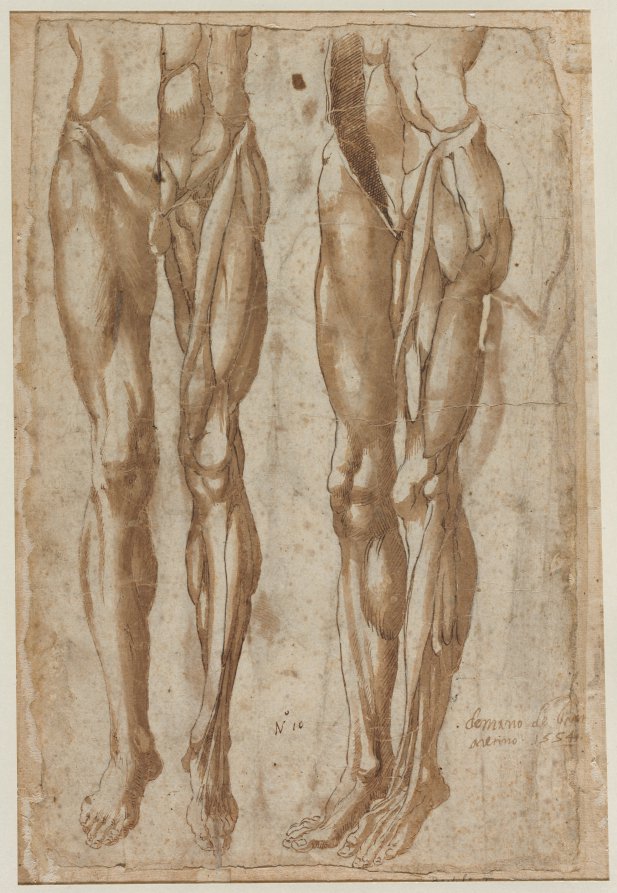 Two Studies of a Flayed Man (recto)