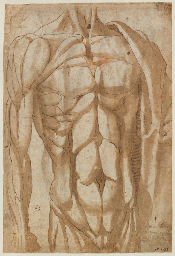 Study of a Flayed Torso (verso)