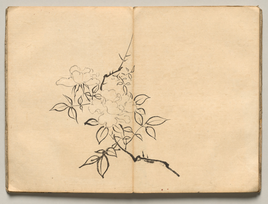 Peony from Ōkyo Picture Book