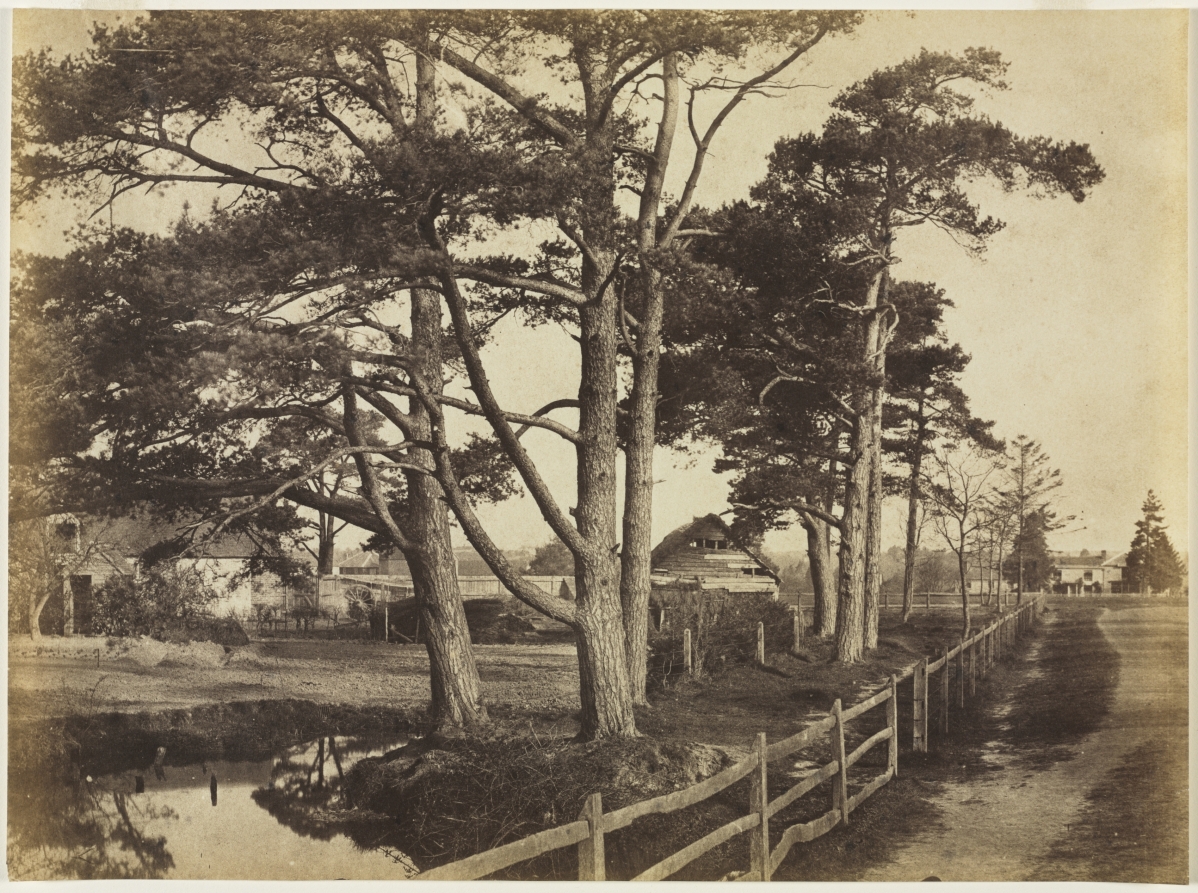 Scotch Firs, Hawkhurst