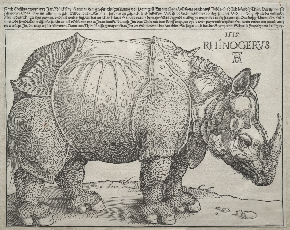 The Rhinoceros
