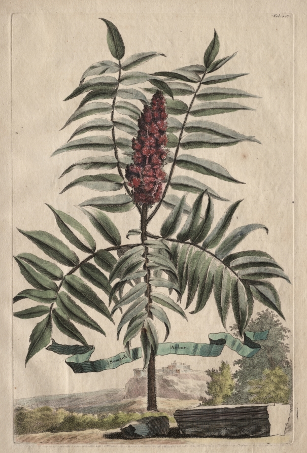 Phytographia Curiosa:  Sumach Arbor