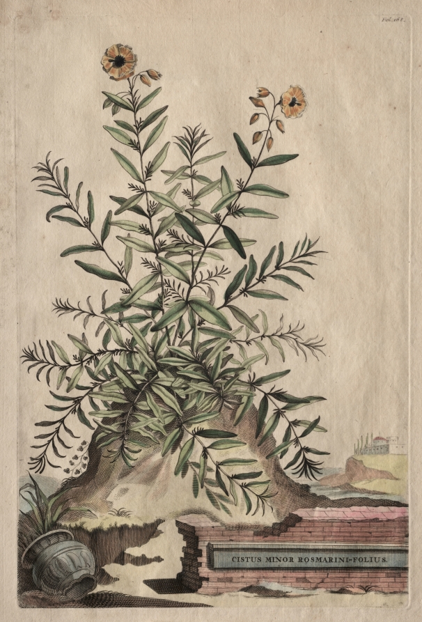 Phytographia Curiosa:  Cistus Minor Rosmarini-Folius