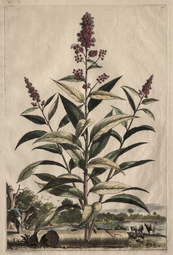 Phytographia Curiosa:  Spiraea Theophrasti