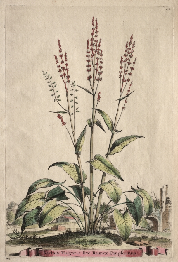 Phytographia Curiosa:  Acetosa Vulgaris sive Rumex Canpferinus
