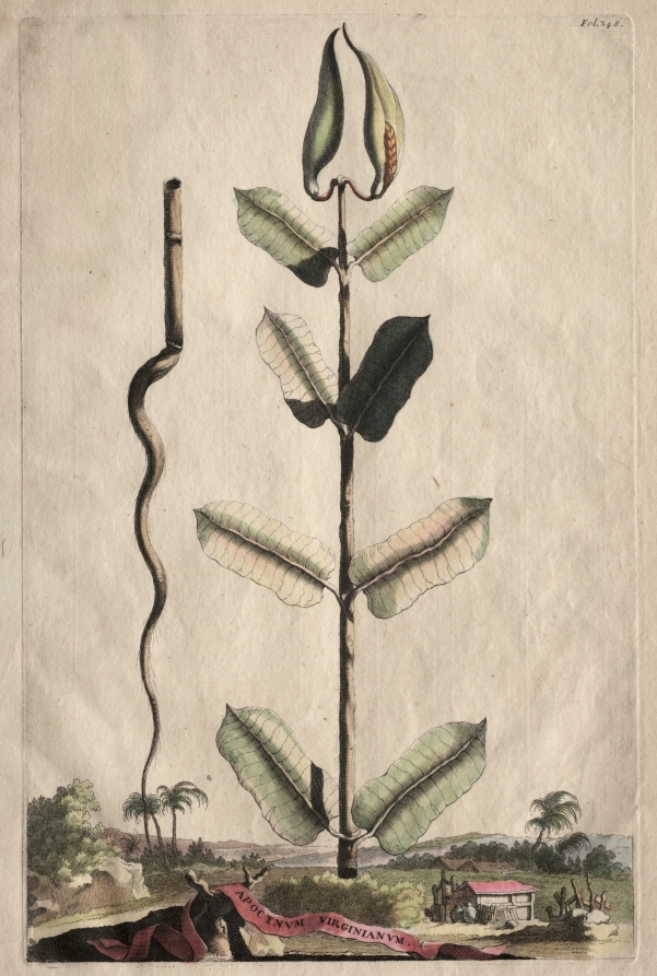 Phytographia Curiosa:  Apocynum Virginianum
