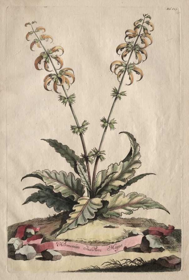 Phytographia Curiosa:  Horminum Indicum Majus