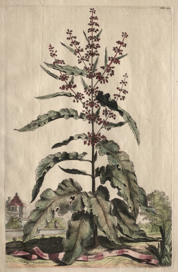 Phytographia Curiosa:  Lapathum Longifolium Crispum