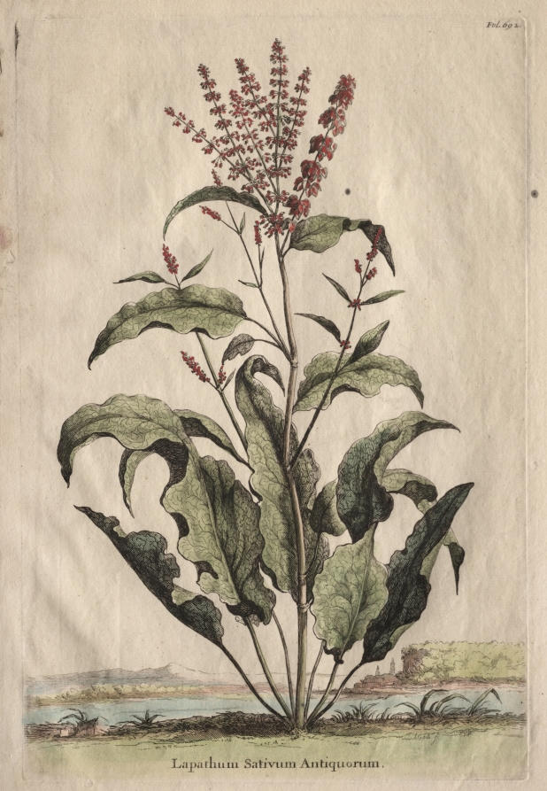 Phytographia Curiosa:  Lapathum Sativum Antiquorum