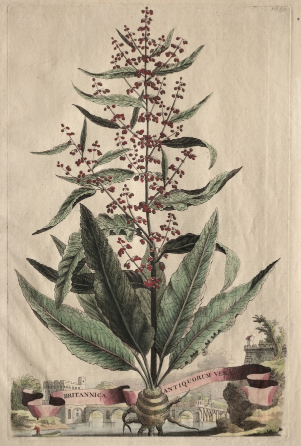 Phytographia Curiosa:  Britannica Antiquorum Vera