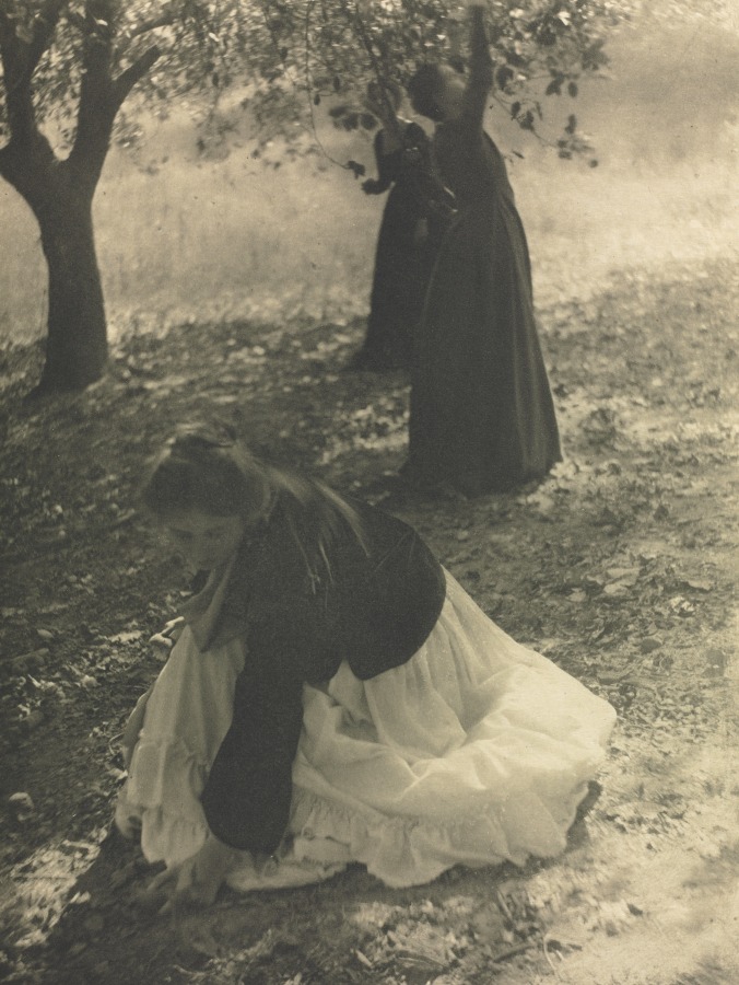 Camera Work: The Orchard