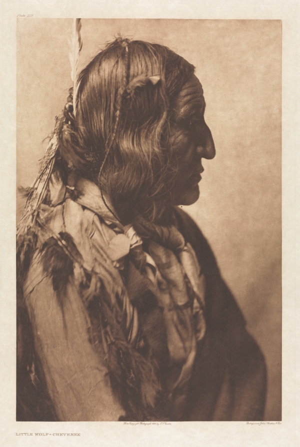 Portfolio VI, Plate 219: Little Wolf