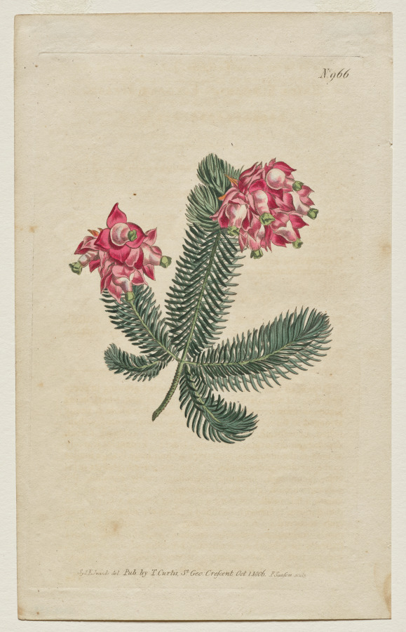 The Botanical Magazine or Flower Garden Displayed: Plate 966, Erica Elegans. Elegant Heath [Erica glauca]