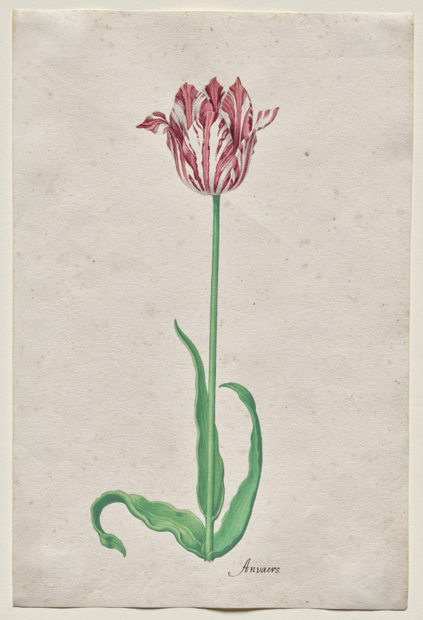 Study of a Tulip (Anvaers)