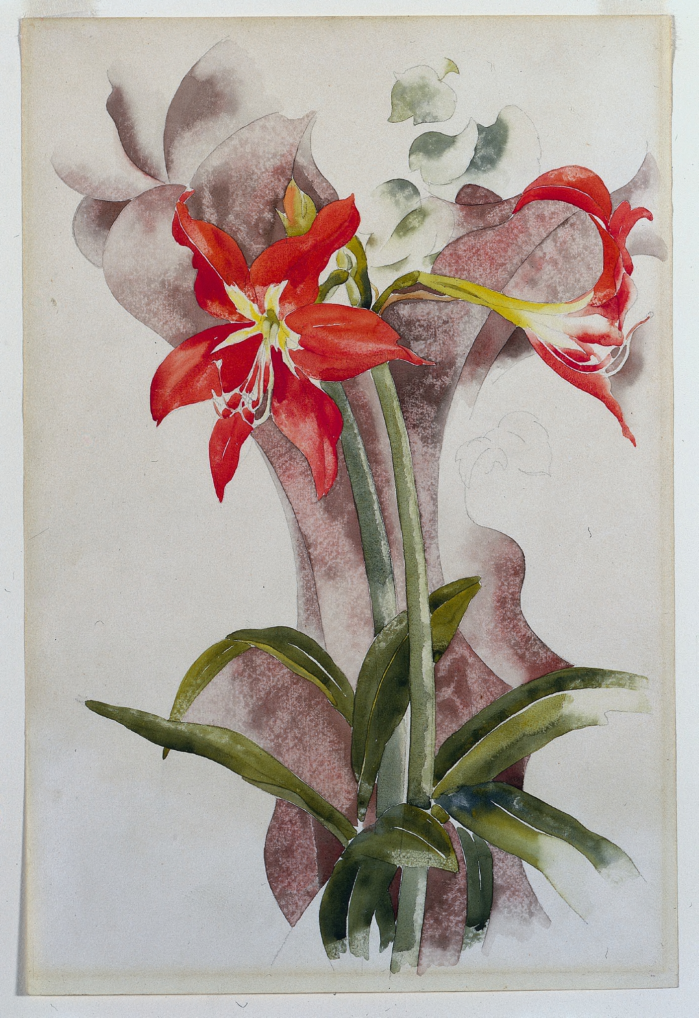 Amaryllis | Cleveland Museum of Art