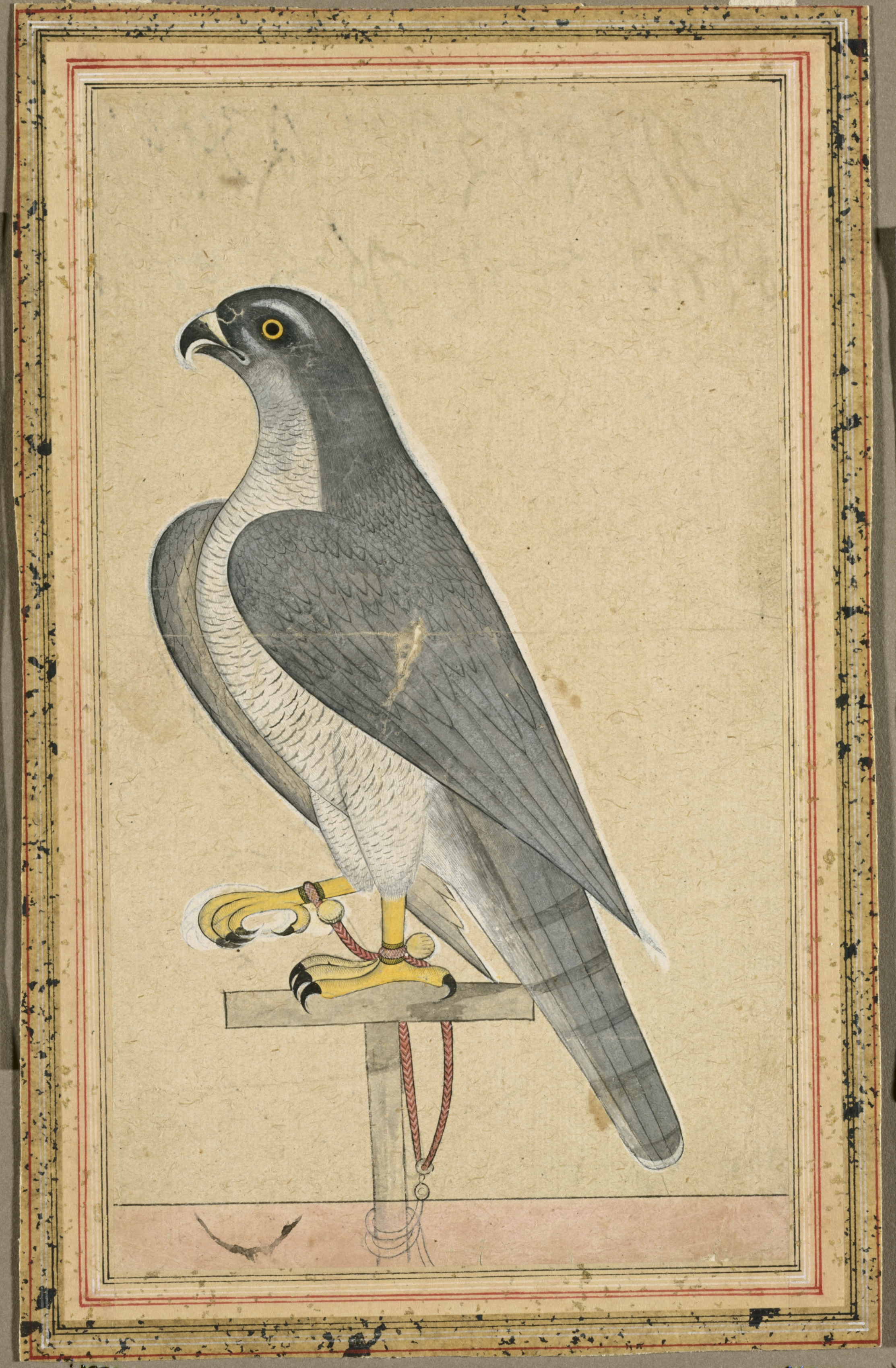 Falcon | Cleveland Museum of Art